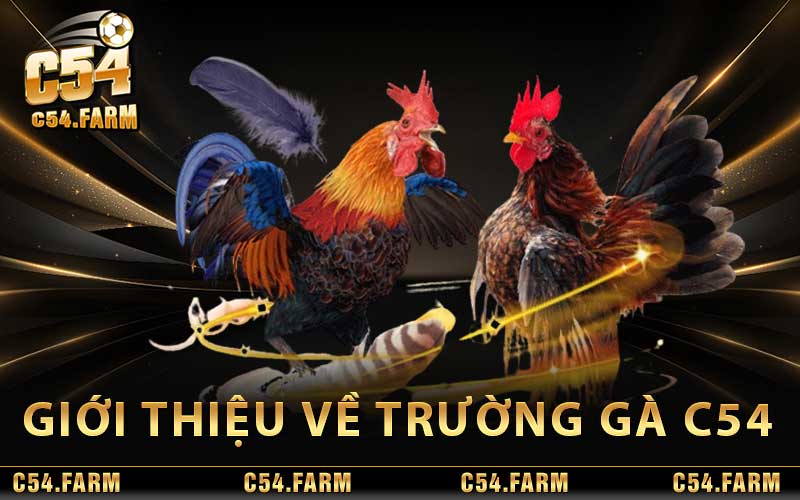 Đá Gà C54 - Trận Đấu Kịch Tính Tại Trường Gà Nổi Tiếng 2 Giới thiệu về trường gà C54